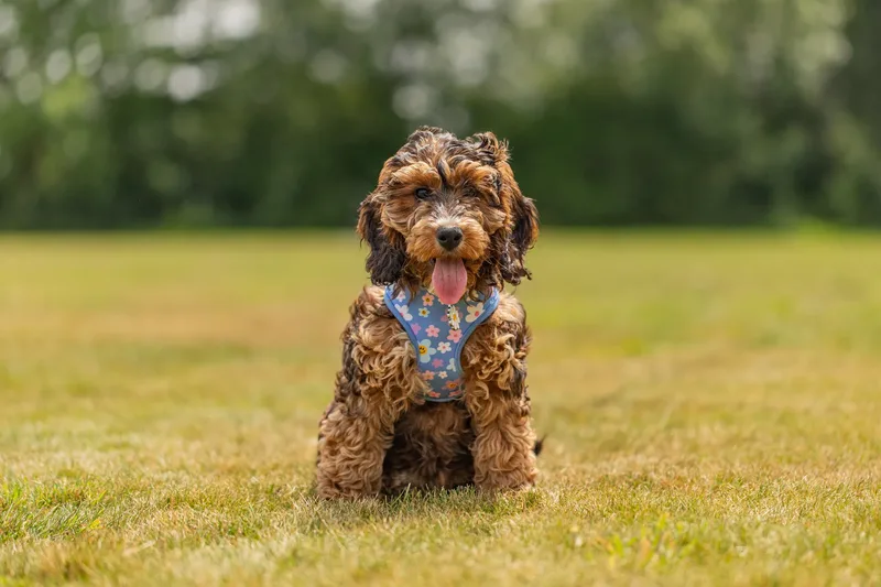 Luna the Cockapoo (16 of 24)
