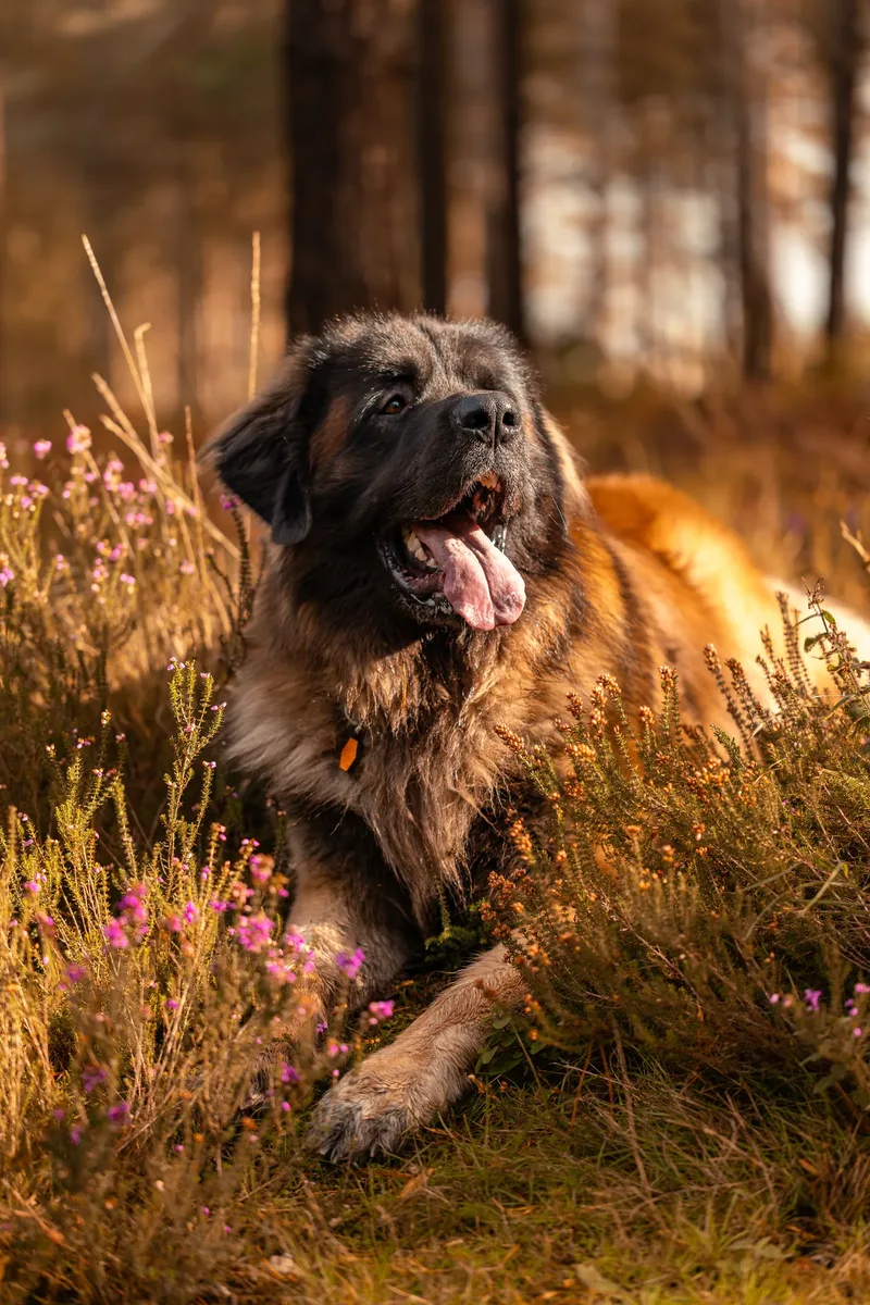 Koda the Bear (Leonberger) (22 of 24)