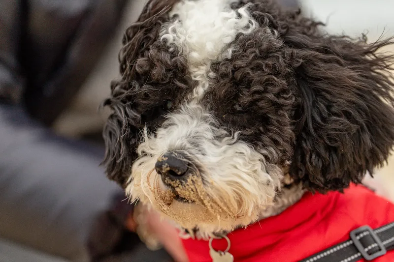 Ralph the Panda dog (5 of 15)