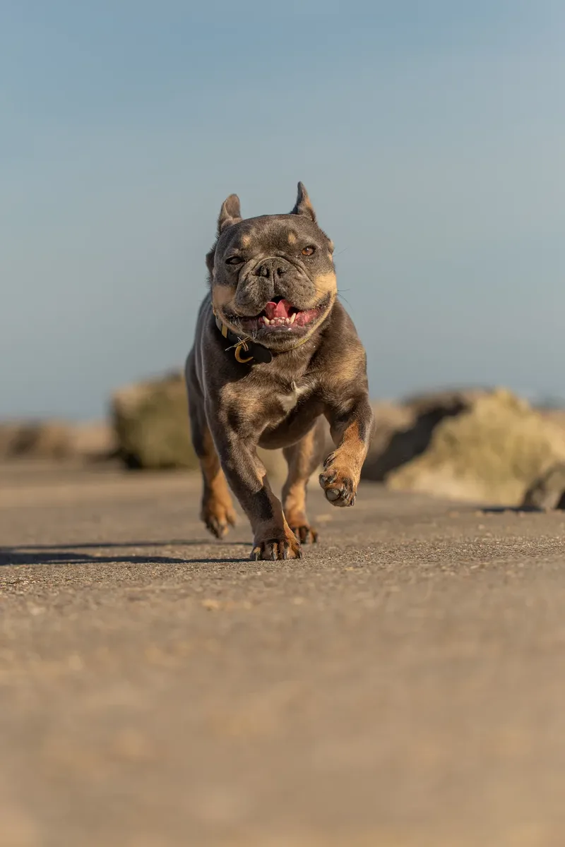 Blue the Frenchie (27 of 32)