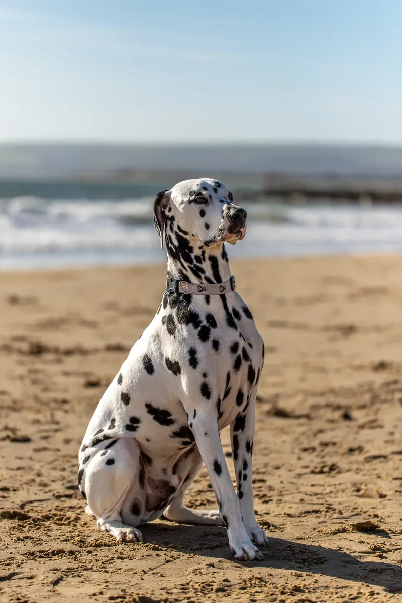 Perdy and Pongo (15 of 28)