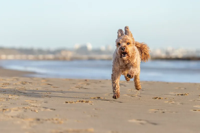 Red the Cavapoo (42 of 42)