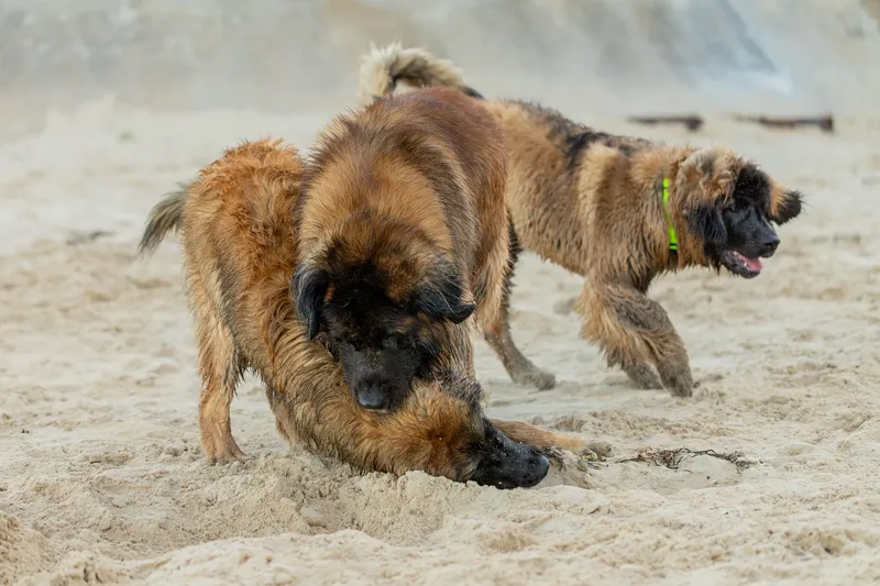 Leonberger Meet Up (31 of 47)