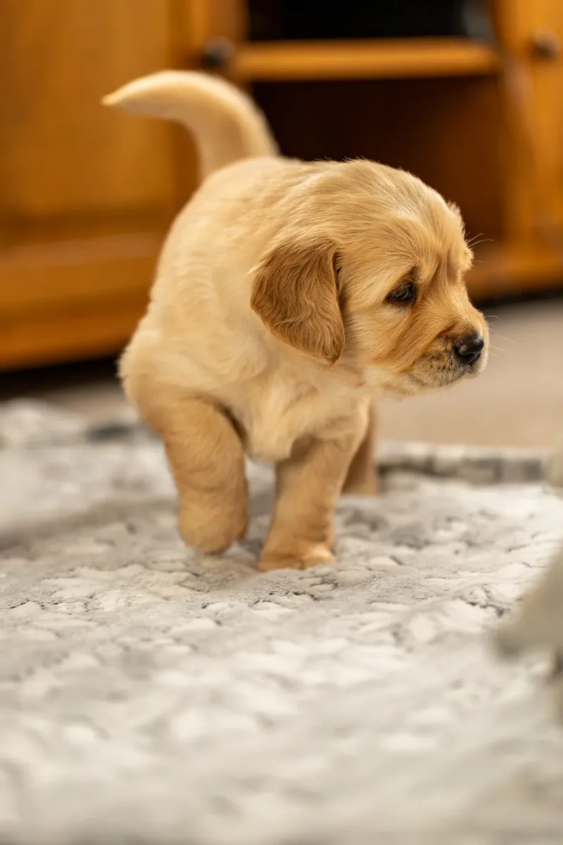 Golden Retriever Puppies (14 of 60)