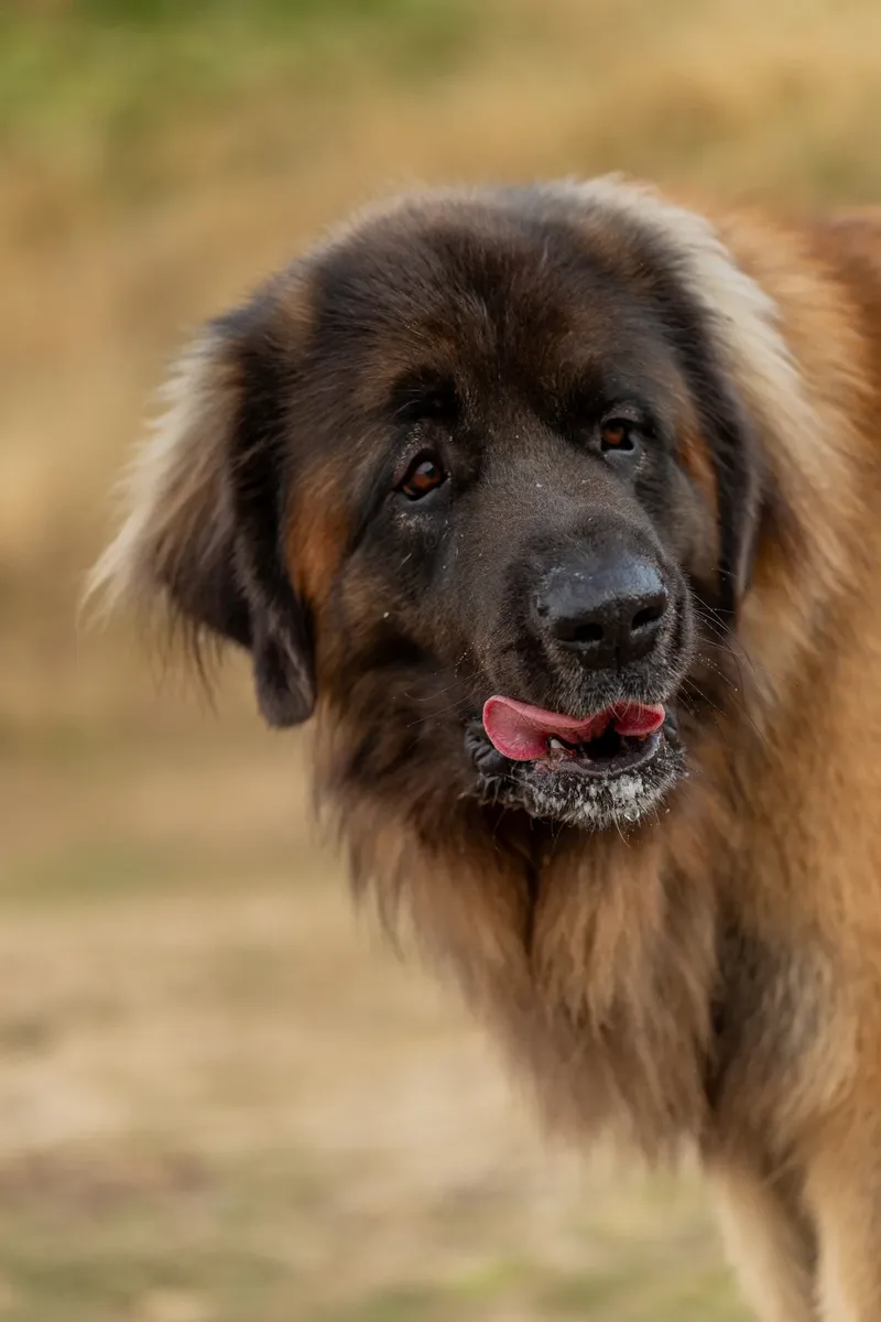 Koda