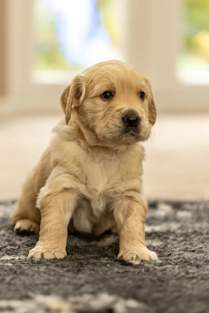 Golden Retriever Puppies (25 of 60)