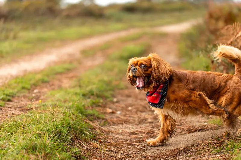 Rusty the Cav (23 of 24)