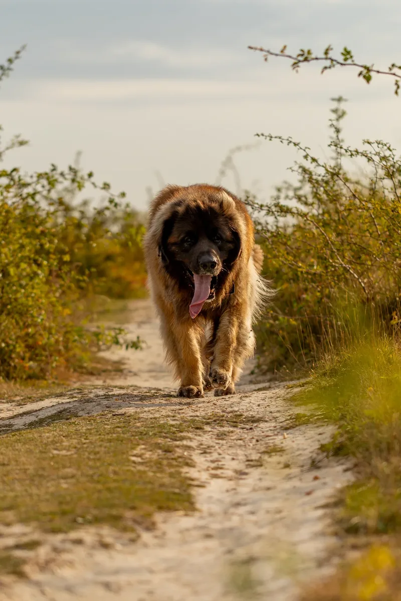 Koda