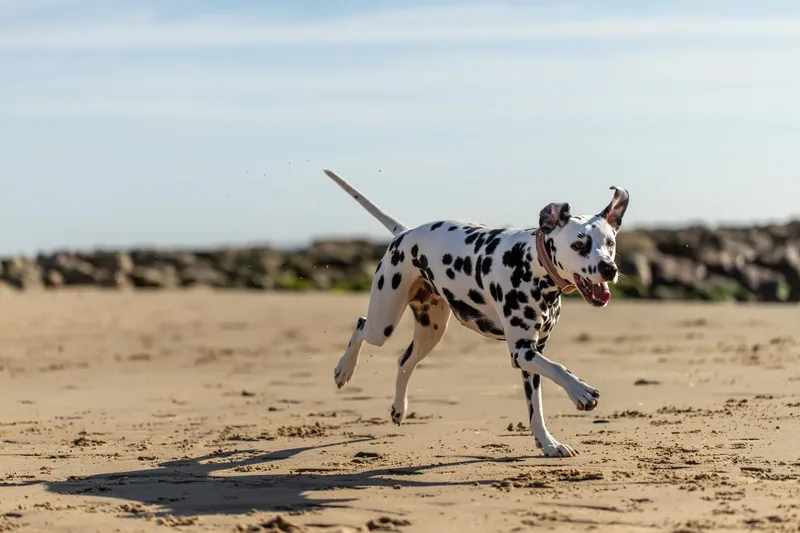 Perdy and Pongo (26 of 28)