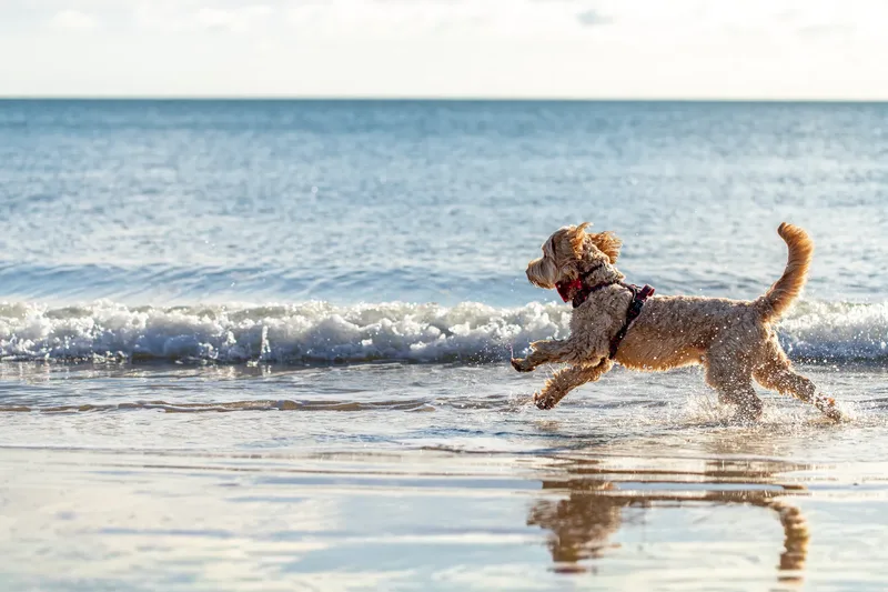 Toby Xmas beach shoot! (22 of 24)