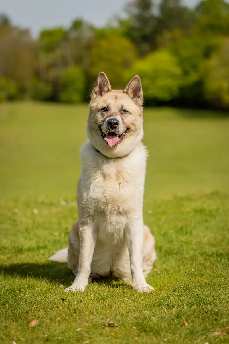 The Dorset Dog Trainer (38 of 42)