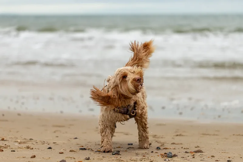 Toby Xmas beach shoot! (2 of 24)