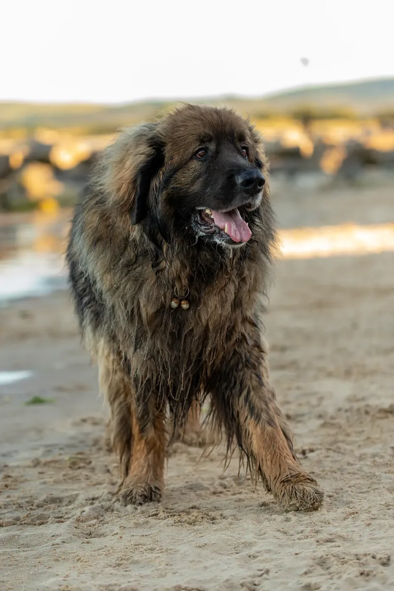 Leonberger Meet Up (30 of 47)