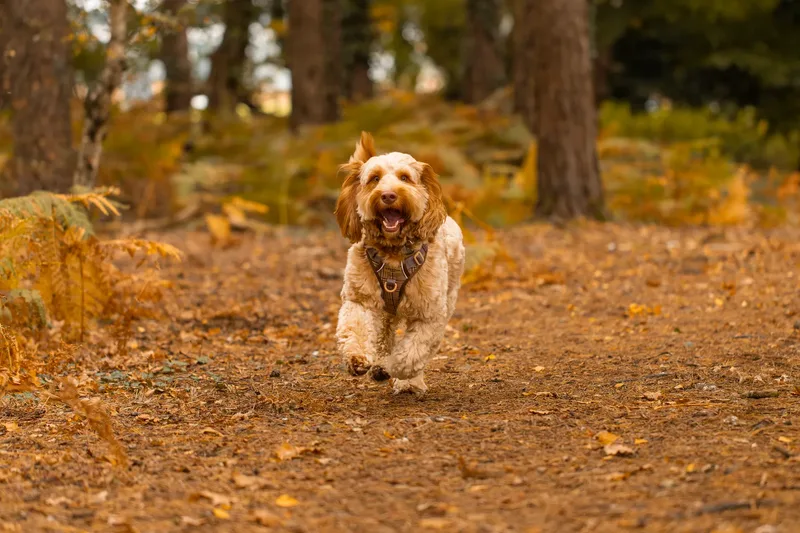 An Autumn Afternoon with Toby at Canford Heath (5 of 24)