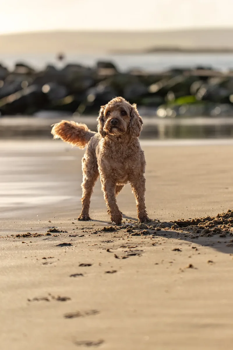 Red the Cavapoo (22 of 42)