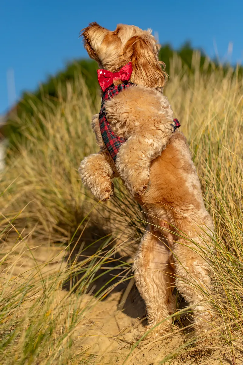 Toby Xmas beach shoot! (13 of 24)
