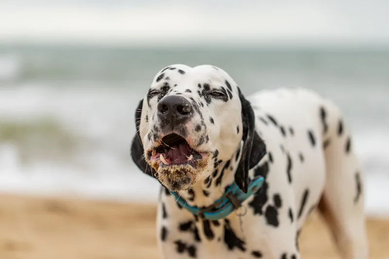 Domino the Dalmation (16 of 24)