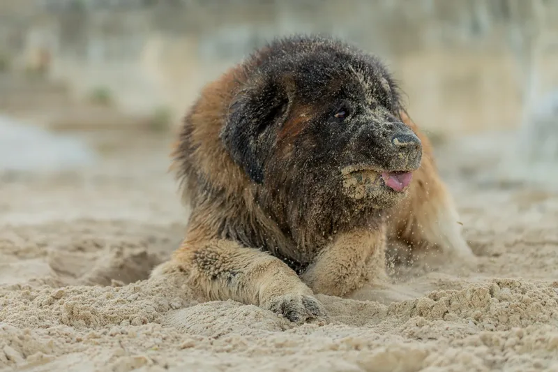 Leonberger Meet Up (33 of 47)