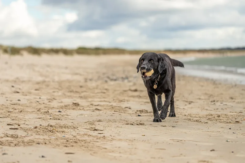 Stan the black lab (28 of 38)