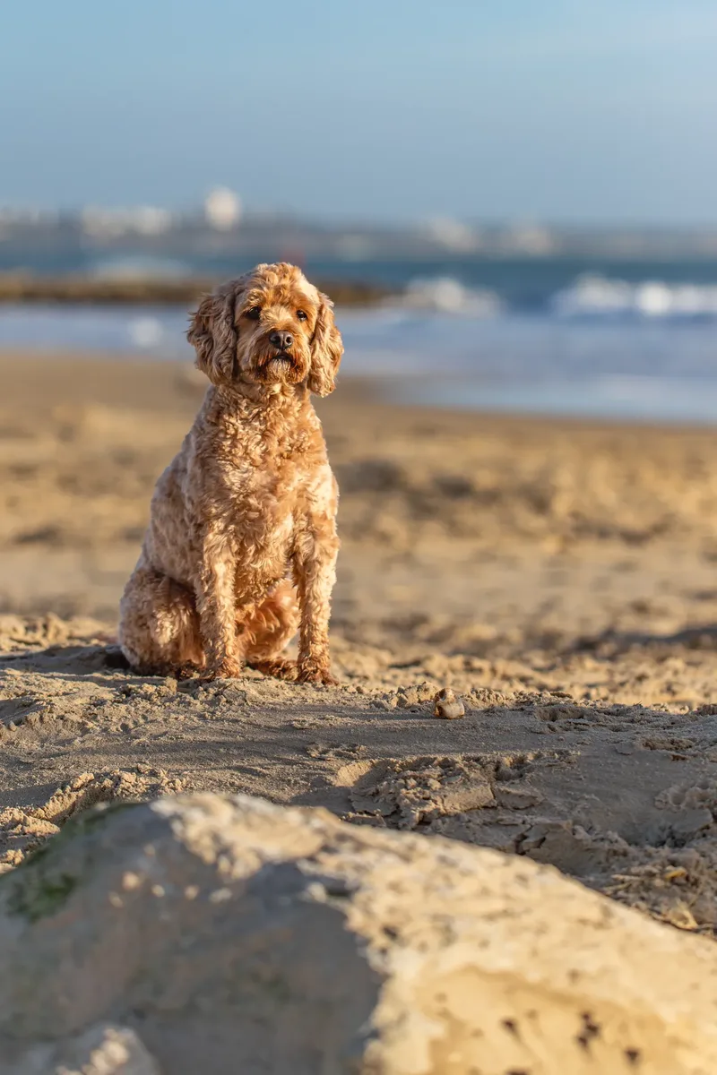 Red the Cavapoo (34 of 42)