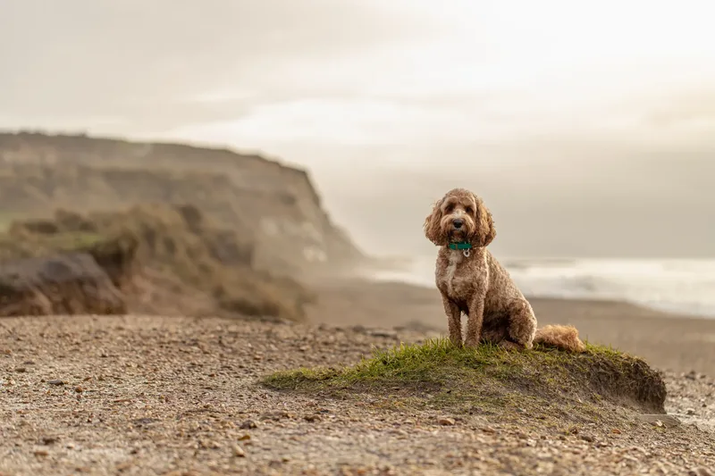 Teddy the Cockapoo
