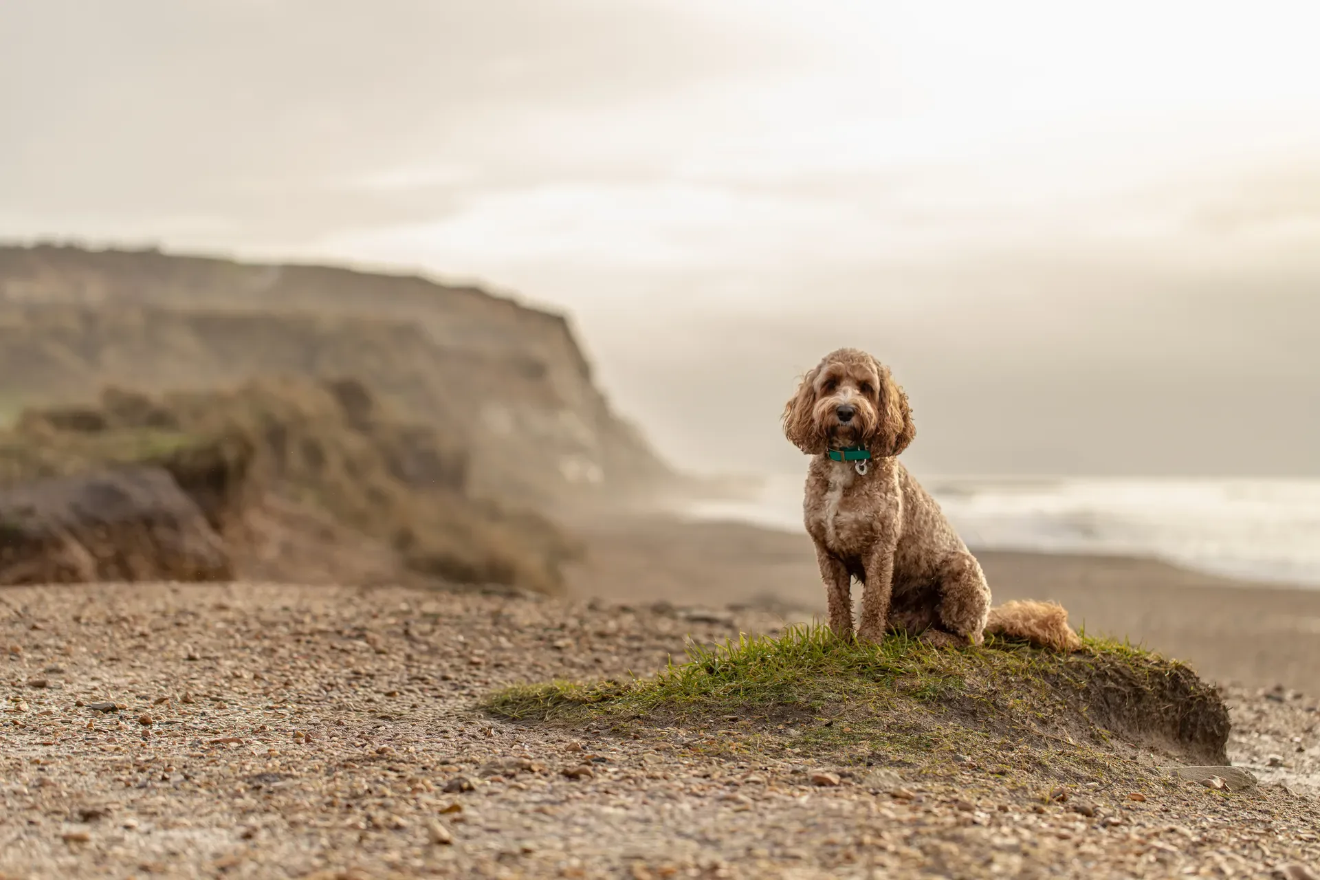 Teddy the Cockapoo