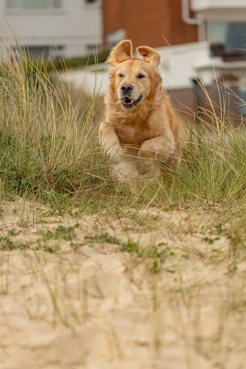Murphy the golden retriever (25 of 41)
