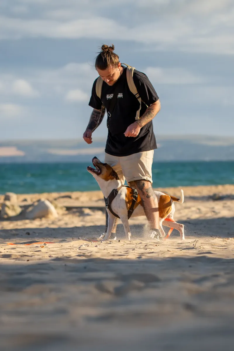 Dickie the Staffy (35 of 43)