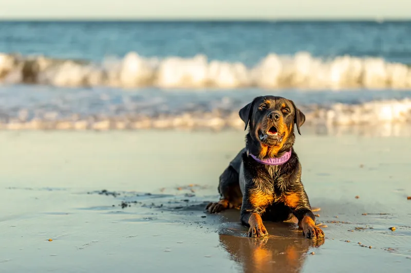 Karma the Rottie (15 of 24)