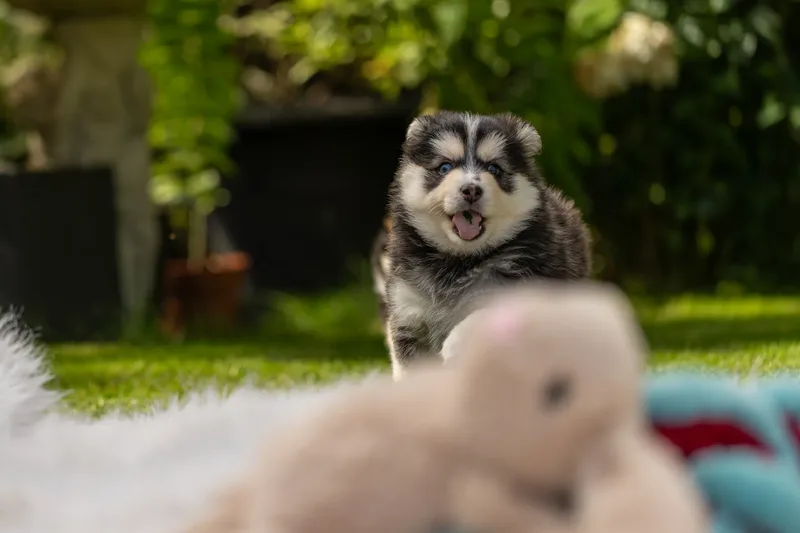 South Coast Pomsky’s (16 of 29)
