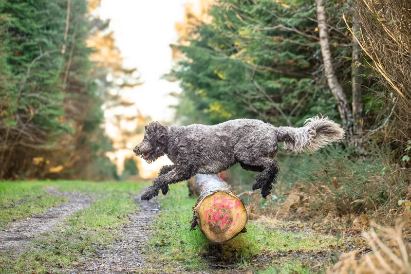 Barnaby the labradoodle (3 of 8)