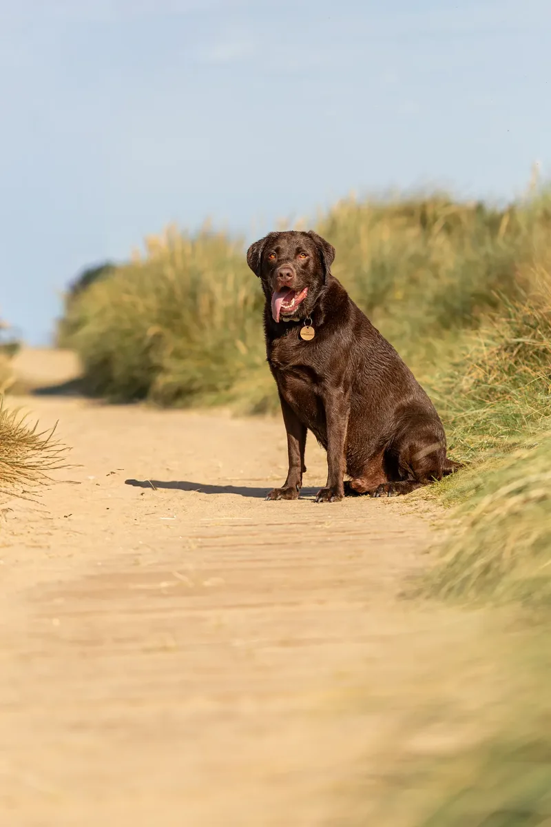Ralph the Chocolate Lab (19 of 26)