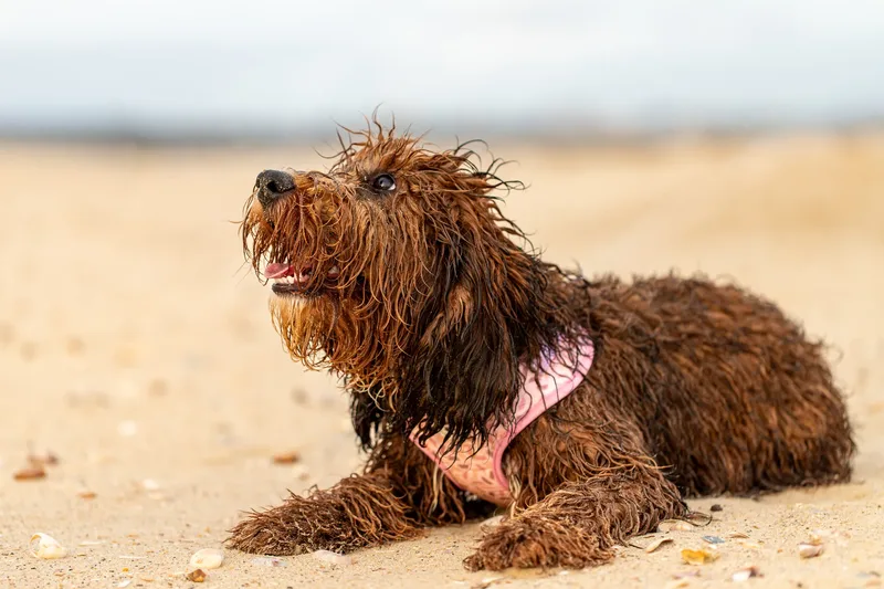 Luna & Oakley at Sandbanks (11 of 24)