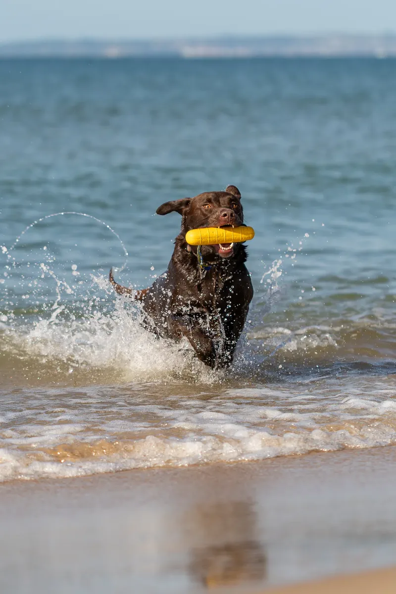 Ralph the Chocolate Lab (25 of 26)