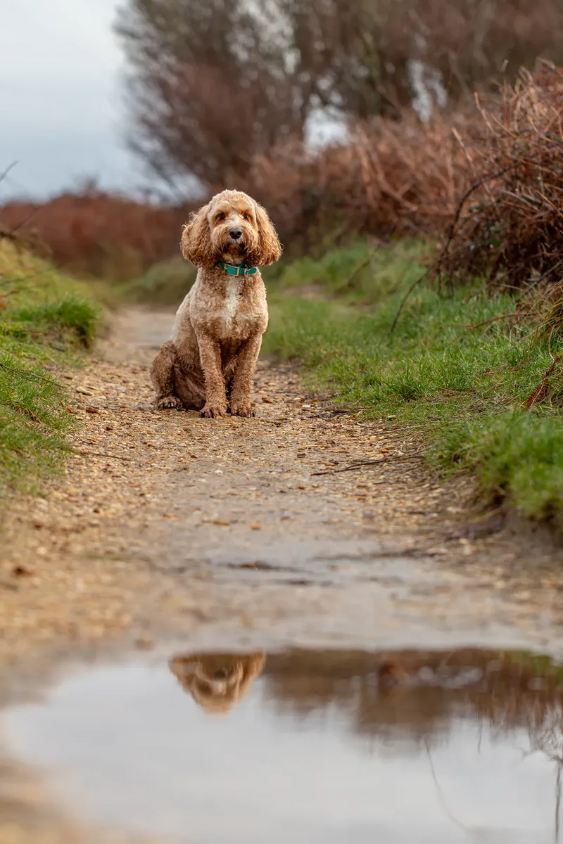 Teddy the Cockapoo (38 of 39)