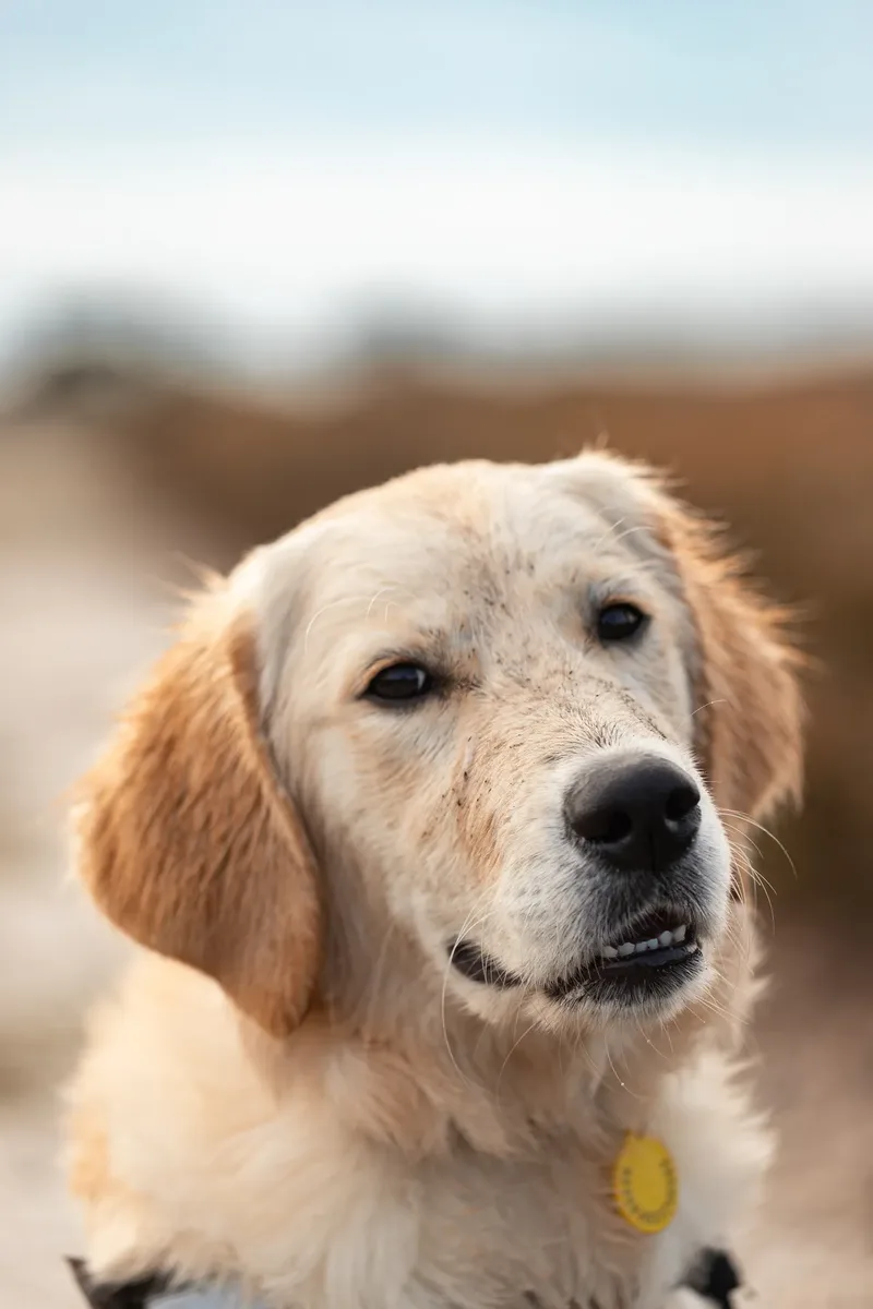 Ollie the golden (16 of 24)