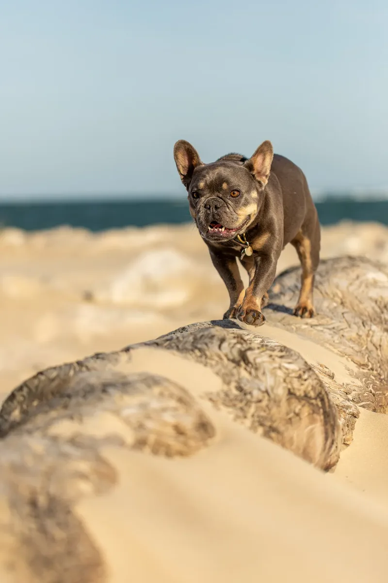Blue the Frenchie (2 of 32)