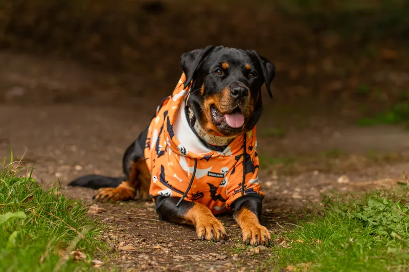 Karma the Rottie’s Halloween Shoot in Corfe Mullen (10 of 24)