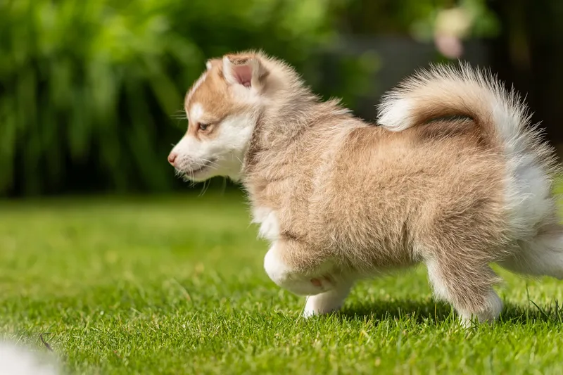 South Coast Pomsky’s (18 of 29)