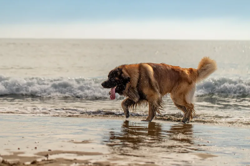 Koda the Leonberger (6 of 18)