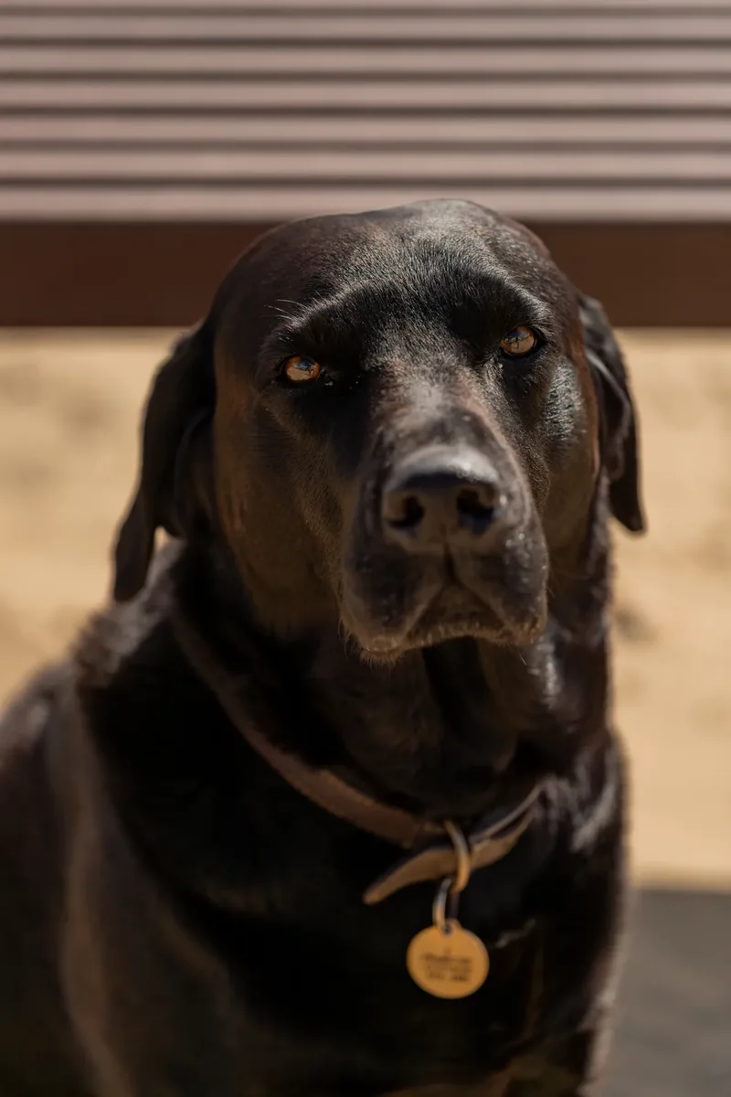 Stan the black lab (15 of 38)