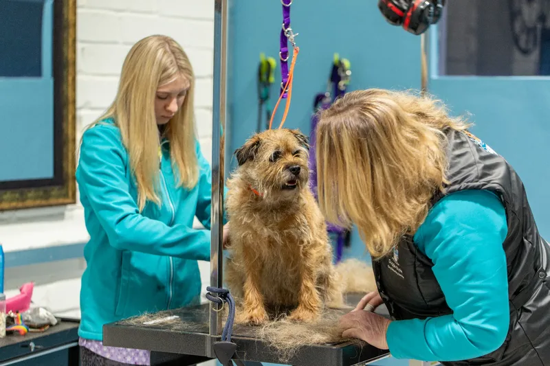 Doggie Styles Dog Groomers (13 of 13)