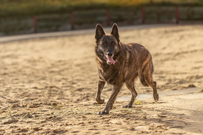 Baloo and Estia on the beach (1 of 22)