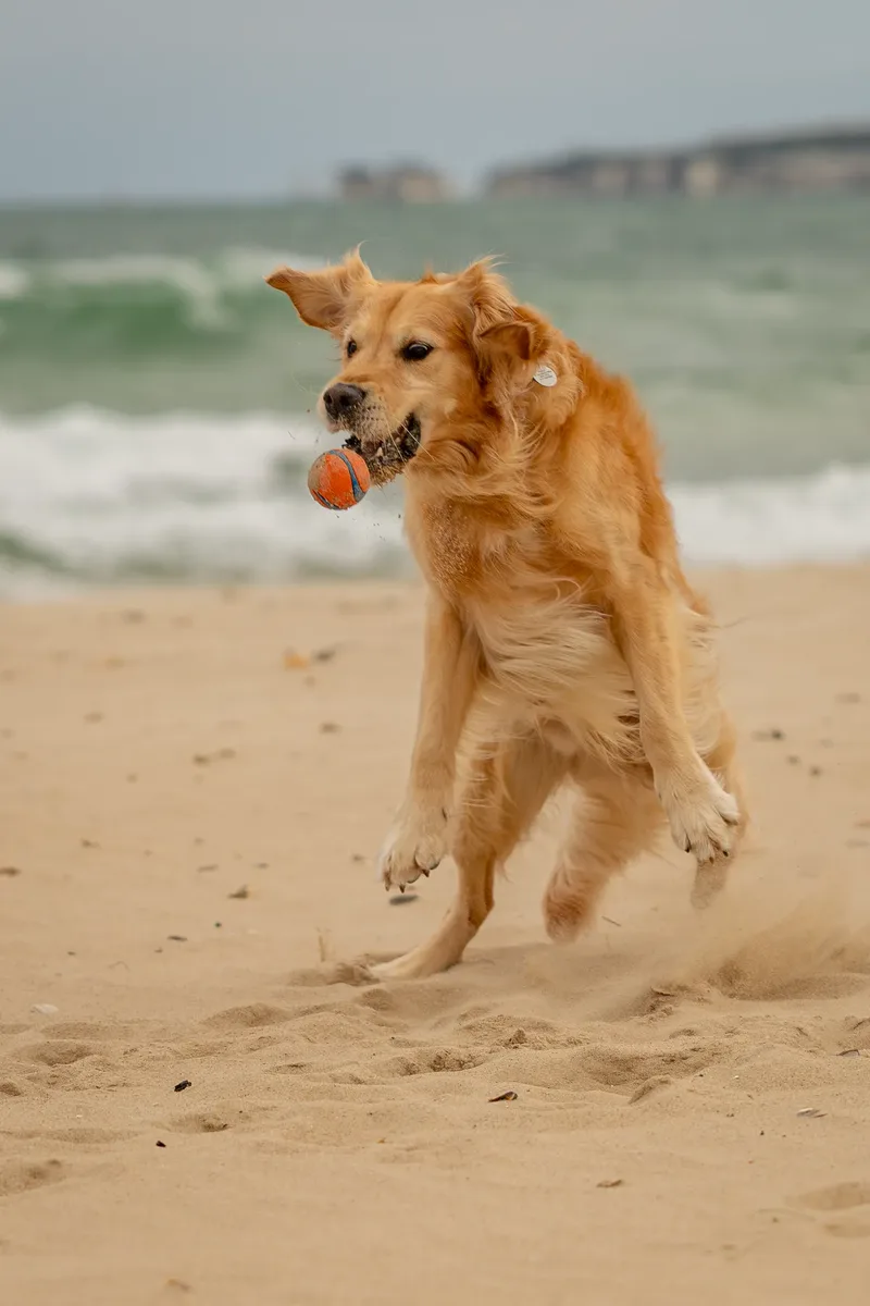 Murphy the golden retriever (31 of 41)