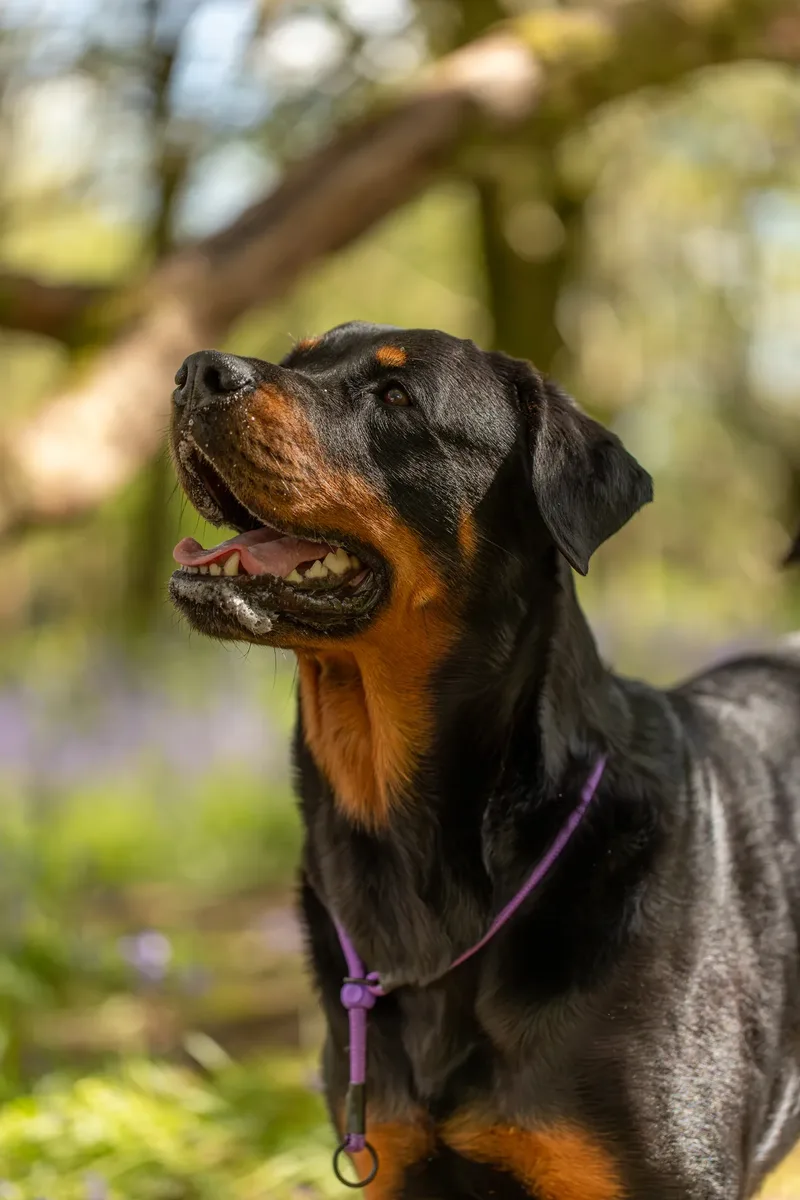 Karma the rottweiler in bluebells (11 of 30)