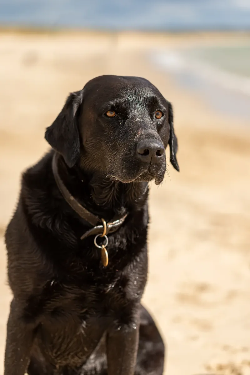 Stan the black lab (11 of 38)