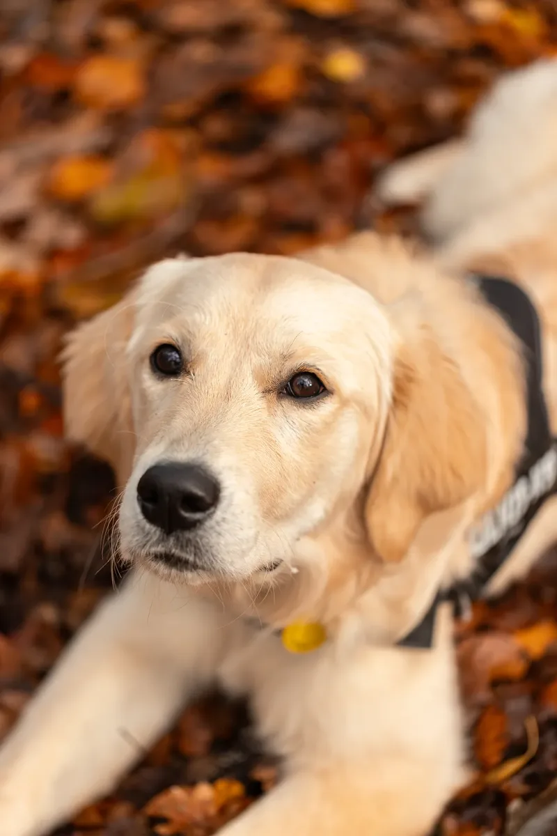 Ollie the golden (3 of 24)