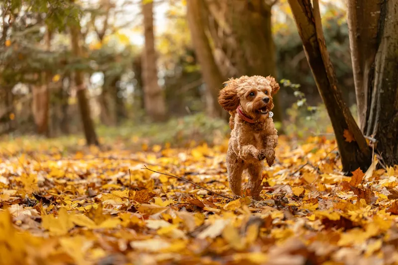 Bagel in autumn