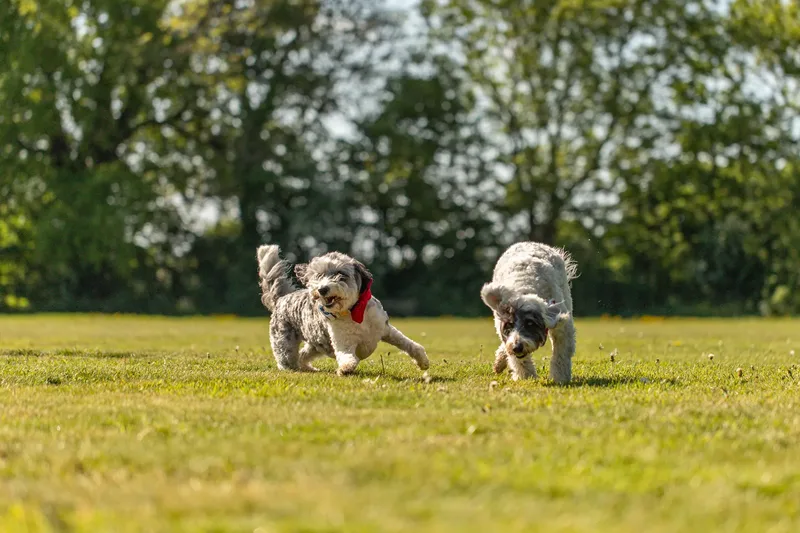 Dougie & Barney – The Bordoodle Cousins (9 of 22)