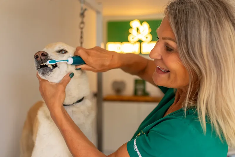 Eden Beau Dog Grooming Boutique (19 of 24)